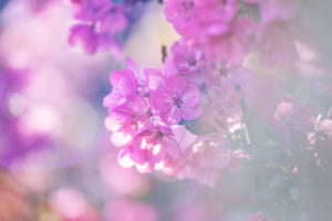 Blüte, Zierapfel Blüte, Zierapfel