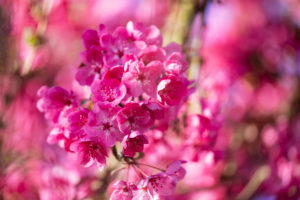 Flower, ornamental apple Flower, ornamental apple