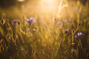 Cornflower, cornflower, poppy, rape field, sunset Cornflower, cornflower, poppy, rape field, sunset