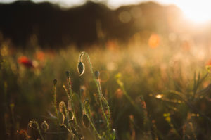 Cornflower, cornflower, poppy, rape field, sunset Cornflower, cornflower, poppy, rape field, sunset