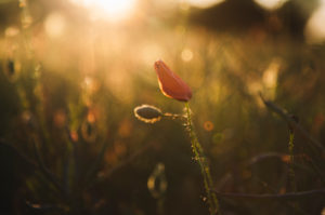 Mohn, Feld, Sonnenuntergang Mohn, Feld, Sonnenuntergang