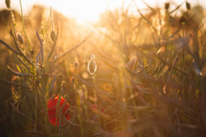 Cornflower, cornflower, poppy, rape field, sunset Cornflower, cornflower, poppy, rape field, sunset