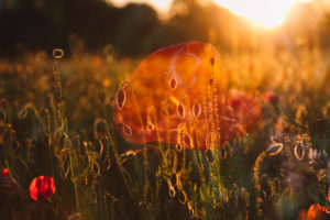 Doppelbelichtung, Mohn, Feld, Sonnenuntergang Doppelbelichtung, Mohn, Feld, Sonnenuntergang