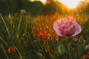 Doppelbelichtung, Mohn, Feld, Sonnenuntergang Doppelbelichtung, Mohn, Feld, Sonnenuntergang