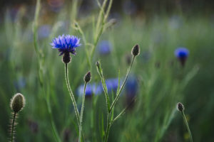 Cornflower, cornflower, poppy, rape field, sunset Cornflower, cornflower, poppy, rape field, sunset