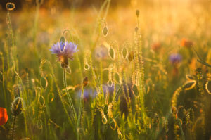Double exposure, cornflower, cornflower, poppy, rape field, sunset Double exposure, cornflower, cornflower, poppy, rape field, sunset
