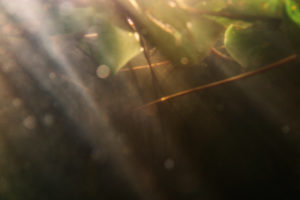 water lily water lily
