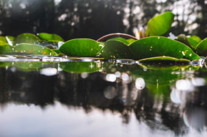 water lily water lily