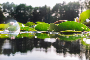 Seerosenteich Seerosenteich