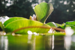 water lily water lily