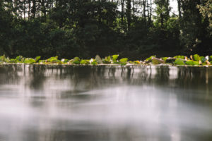 Seerosenteich Seerosenteich