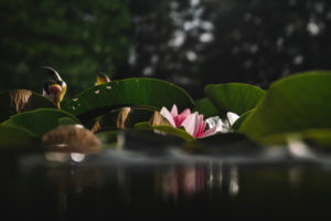 water lily water lily