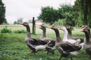 Domestic goose, Pommerngans Domestic goose, Pommerngans