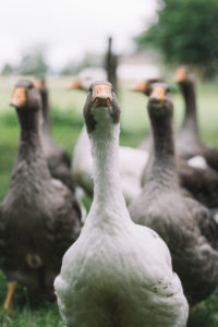 Domestic goose, Pommerngans Domestic goose, Pommerngans