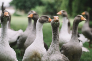 Domestic goose, Pommerngans Domestic goose, Pommerngans