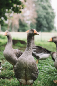 Hausgänse, Pommerngans Hausgänse, Pommerngans