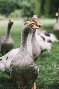 Domestic goose, Pommerngans Domestic goose, Pommerngans