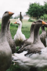 Domestic goose, Pommerngans Domestic goose, Pommerngans