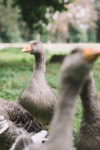 Domestic goose, Pommerngans Domestic goose, Pommerngans