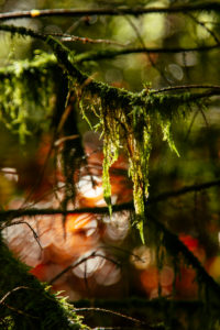 Teutoburger Wald im Silberbachtal in Horn-Bad Meinberg, Nodrhein-Westfalen, Deutschland Teutoburger Wald im Silberbachtal in Horn-Bad Meinberg, Nodrhein-Westfalen, Deutschland