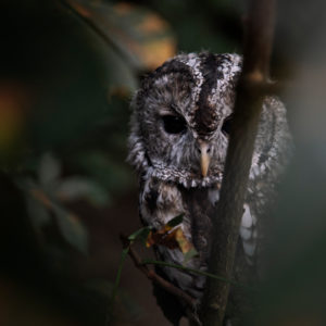 Strix Aluco, Tawny Owl Strix Aluco, Tawny Owl