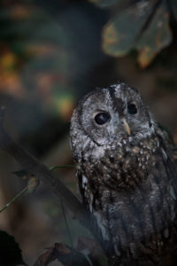 Strix Aluco, Tawny Owl Strix Aluco, Tawny Owl