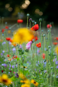 Wildblumenwiese, Wildblumenwiese,