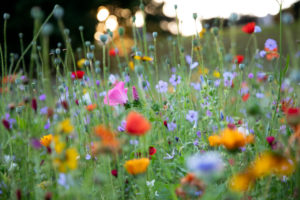 Wildblumenwiese, Wildblumenwiese,