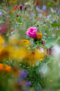 Wildblumenwiese, Wildblumenwiese,