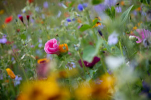 Wildblumenwiese, Wildblumenwiese,