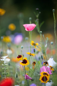 Wildblumenwiese, Wildblumenwiese,