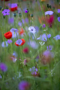 Wildblumenwiese, Wildblumenwiese,