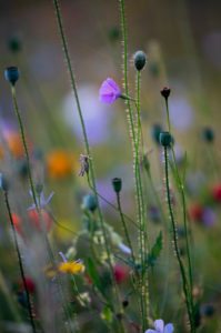 Wildblumenwiese, Wildblumenwiese,