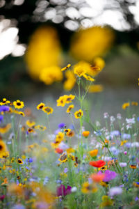 Wildblumenwiese, Wildblumenwiese,