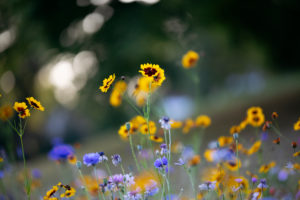 Wildblumenwiese, Wildblumenwiese,