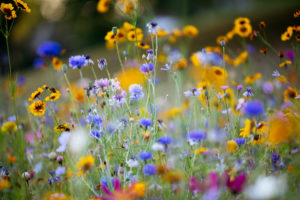 Wildblumenwiese, Wildblumenwiese,