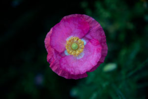 Wildblumenwiese, Mohnblume Wildblumenwiese, Mohnblume