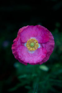 Wildblumenwiese, Mohnblume Wildblumenwiese, Mohnblume