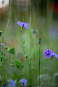 Flachs auf einer Wildblumenwiese, Flachs auf einer Wildblumenwiese,