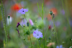 Flachs auf einer Wildblumenwiese, Flachs auf einer Wildblumenwiese,