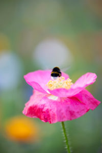 Wildblumenwiese, Hummel an einer Mohnblume Wildblumenwiese, Hummel an einer Mohnblume
