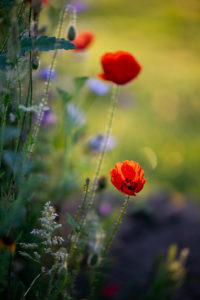 Wildblumenwiese, Mohnblumen Wildblumenwiese, Mohnblumen