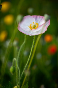 Wildblumenwiese, Mohnblume Wildblumenwiese, Mohnblume