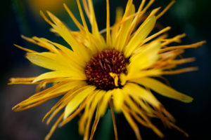 Wildblumenwiese, gelbe Blüte Wildblumenwiese, gelbe Blüte
