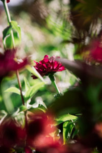 Zinnias Zinnias