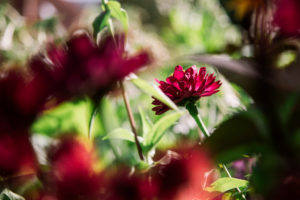 Zinnias Zinnias