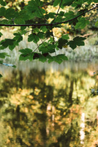 Teutoburg Forest around the Externsteine in Horn-Bad Meinberg, North Rhine-Westphalia, Germany Teutoburg Forest around the Externsteine in Horn-Bad Meinberg, North Rhine-Westphalia, Germany