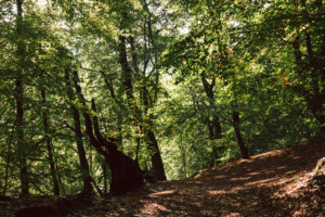 Unterwegs im Teutoburger Wald rund um die Externsteine in Horn-Bad Meinberg, Nordrhein-Westfalen, Deutschland Unterwegs im Teutoburger Wald rund um die Externsteine in Horn-Bad Meinberg, Nordrhein-Westfalen, Deutschland