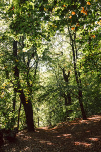 Unterwegs im Teutoburger Wald rund um die Externsteine in Horn-Bad Meinberg, Nordrhein-Westfalen, Deutschland Unterwegs im Teutoburger Wald rund um die Externsteine in Horn-Bad Meinberg, Nordrhein-Westfalen, Deutschland