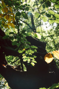 Unterwegs im Teutoburger Wald rund um die Externsteine in Horn-Bad Meinberg, Nordrhein-Westfalen, Deutschland Unterwegs im Teutoburger Wald rund um die Externsteine in Horn-Bad Meinberg, Nordrhein-Westfalen, Deutschland